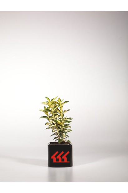 Саджанець бруслини японської Ауреус